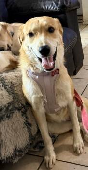 HONEY -  Labrador Retriever and Retriever Dog for Adoption in Broomfield, Colorado - HONEY | PetCurious