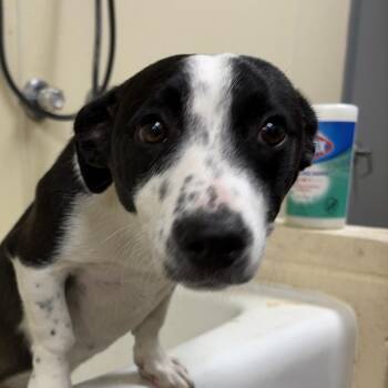 Wesson -  Labrador Retriever Dog for Adoption in Palestine, Texas - Wesson | PetCurious