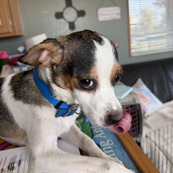 Thotron -  Chihuahua Dog for Adoption in Deming, New Mexico - Thotron | PetCurious
