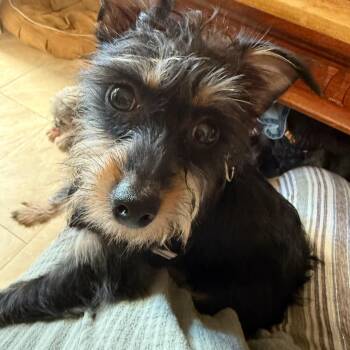 Rescue Yorkshire Terrier Dogs for Adoption in Tucson, Arizona - Honeybear | PetCurious