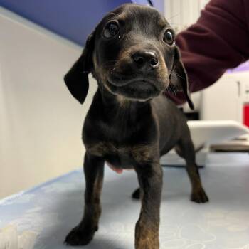 Australian Cattle Dog Blue Heeler Dogs Available for Adoption - Seedling (Charlie) | PetCurious