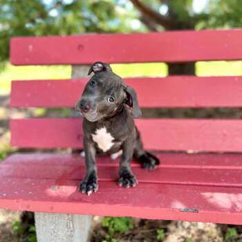 Cortado--In Foster -  Pit Bull Terrier Dog for Adoption in Fargo, North Dakota - Cortado--In Foster | PetCurious