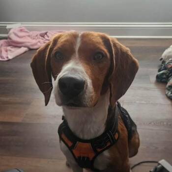 Beagle Dogs Available for Adoption - Cecil | PetCurious