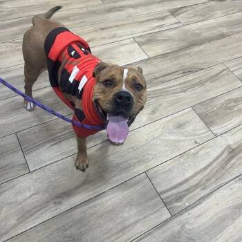 Pit Bull Terrier Dogs Available for Adoption - Tasha | PetCurious