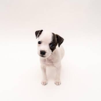 Chihuahua and Pit Bull Terrier Dogs Available for Adoption - Riccota | PetCurious