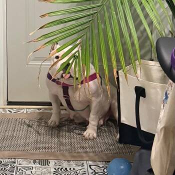Frances Beam -  American Staffordshire Terrier Dog for Adoption in Boardman, Ohio - Frances Beam | PetCurious