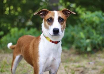 Ralphie in NH. Come Meet our Adoptable Dogs Wednesday-Saturday.  -  Retriever Dog for Adoption in Manchester, New Hampshire - Ralphie In NH. Come Meet Our Adoptable Dogs Wednesday-Saturday.  | PetCurious