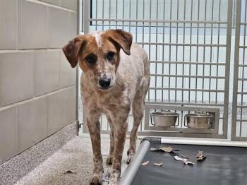 SALLY -  Australian Cattle Dog Blue Heeler Dog for Adoption in Pueblo, Colorado - SALLY | PetCurious