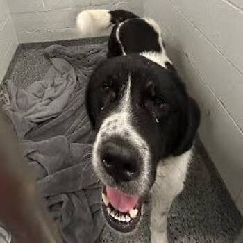 Emmett -  Mixed Breed Dog for Adoption in Jeffersonville, Indiana - Emmett | PetCurious