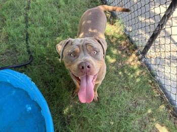 GHOST -  Pit Bull Terrier and Mixed Breed Dog for Adoption in Tulsa, Oklahoma - GHOST | PetCurious