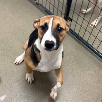Cobbler -  Hound and Mixed Breed Dog for Adoption in Rocky Mount, Virginia - Cobbler | PetCurious