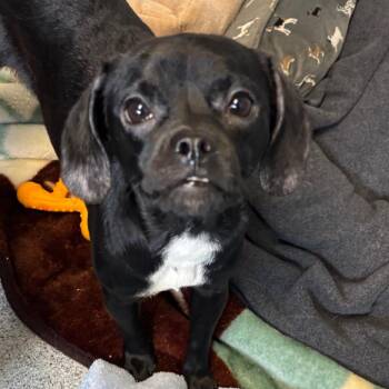 Diamond -  Mixed Breed Dog for Adoption in Naperville, Illinois - Diamond | PetCurious
