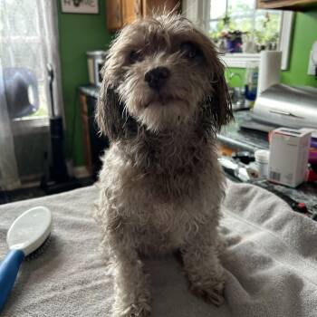 SPROUT -  Yorkshire Terrier Dog for Adoption in Lexington, Kentucky - SPROUT | PetCurious