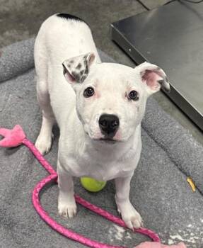 Terrier and Mixed Breed Dogs Available for Adoption - 04083B Casanova | PetCurious