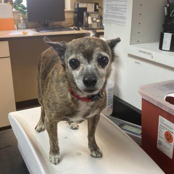 Chihuahua and Mixed Breed Dogs Available for Adoption in Flagstaff, Arizona - Butch | PetCurious