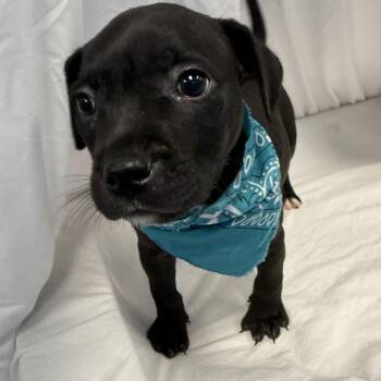 HBO -  Mixed Breed Dog for Adoption in Canal Winchester, Ohio - HBO | PetCurious