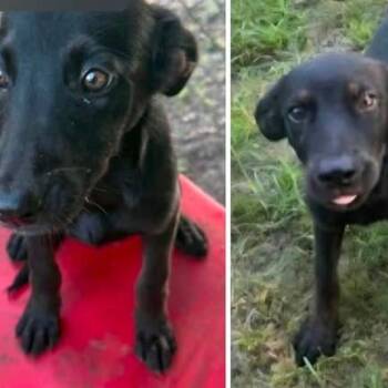 Claire -  Black Labrador Retriever Dog for Adoption in East Hanover, New Jersey - Claire | PetCurious