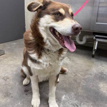 Husky Dogs Available for Adoption in Madisonville, Kentucky - Wolfie | PetCurious