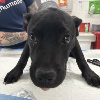 Theodore -  Pit Bull Terrier and Mixed Breed Dog for Adoption in Indianapolis, Indiana - Theodore | PetCurious