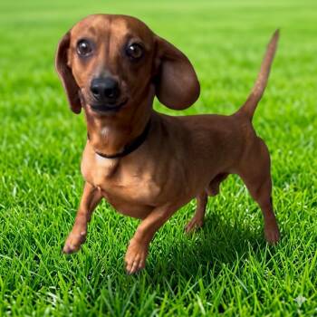 Dachshund Dogs Available for Adoption in Las Vegas, Nevada - Wiener Dude | PetCurious