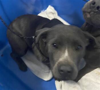 Mixed Breed Dogs Available for Adoption - DIPPER | PetCurious