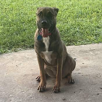 Rescue German Shepherd Dog Dogs for Adoption in Houston, Texas - Xena | PetCurious