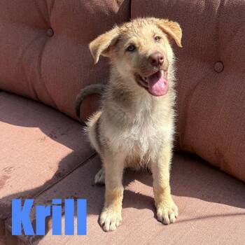 Krill -  Shepherd and Great Pyrenees Dog for Adoption in Ellicott City, Maryland - Krill | PetCurious