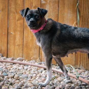 Sopapilla -  Mixed Breed Dog for Adoption in Cheyenne, Wyoming - Sopapilla | PetCurious