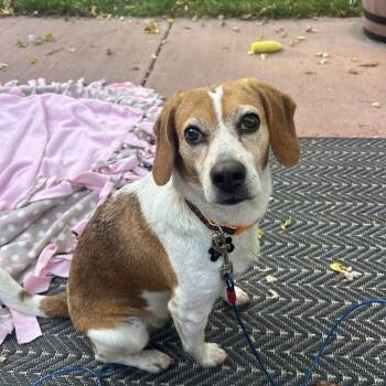 Rory -  Beagle Dog for Adoption in Madison, Wisconsin - Rory | PetCurious