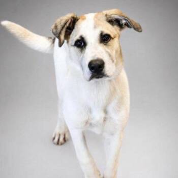 Regan -  German Shepherd Dog and Great Pyrenees Dog for Adoption in Verona, New Jersey - Regan | PetCurious