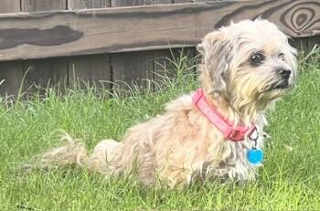 Jazzy -  Maltese and Shih Tzu Dog for Adoption in Memphis, Tennessee - Jazzy | PetCurious
