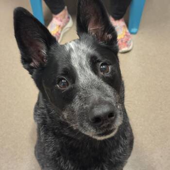 Australian Cattle Dog Blue Heeler Dogs Available for Adoption in Valparaiso, Indiana - Scout | PetCurious