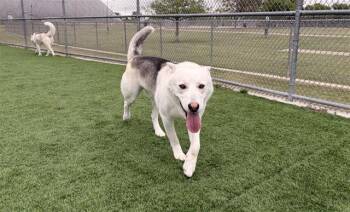 Siberian Husky and Mixed Breed Dogs Available for Adoption in Grand Prairie, Texas - BOULDER | PetCurious