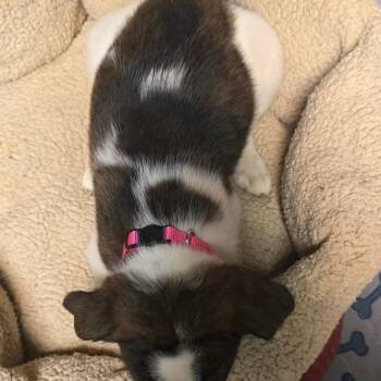 Mixed Breed Dogs Available for Adoption - Patch | PetCurious