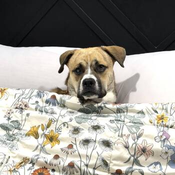 Kermit -  Black Mouth Cur and Mixed Breed Dog for Adoption in Corpus Christi, Texas - Kermit | PetCurious