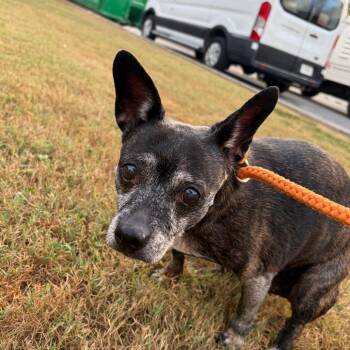 Rainbow -  Mixed Breed Dog for Adoption in Chattanooga, Tennessee - Rainbow | PetCurious