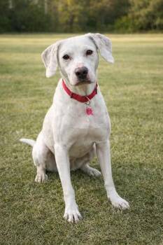 Gary -  Labrador Retriever and Hound Dog for Adoption in Greenlawn, New York - Gary | PetCurious