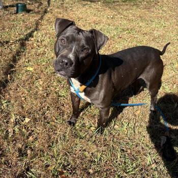 Rescue Pit Bull Terrier Dogs for Adoption in Newborn, Georgia - BENNY | PetCurious