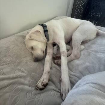 Yellow Labrador Retriever Dogs Available for Adoption in Saratoga Springs, New York - Arlo | PetCurious