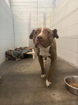Keesha -  Pit Bull Terrier and Mixed Breed Dog for Adoption in Columbus, Indiana - Keesha | PetCurious
