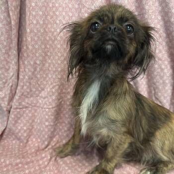 Hera -  Pekingese and Mixed Breed Dog for Adoption in San Antonio, Texas - Hera | PetCurious