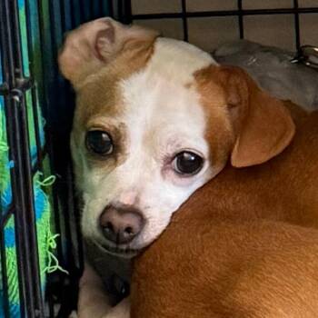 Missy -- Bonded Buddy With Ellie Mae -  Chihuahua Dog for Adoption in Des Moines, Iowa - Missy -- Bonded Buddy With Ellie Mae | PetCurious