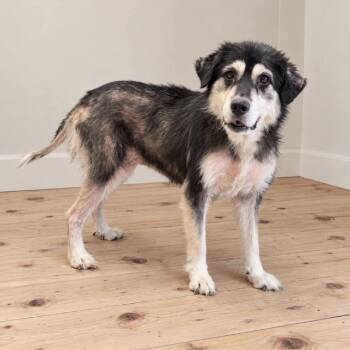 Willow -  Mixed Breed Dog for Adoption in Springboro, Ohio - Willow | PetCurious