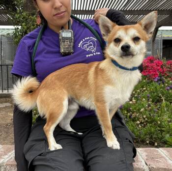 Chihuahua and Shiba Inu Dogs Available for Adoption in Lathrop, California - Miso | PetCurious