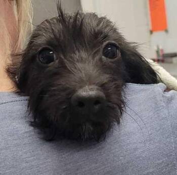 Cordelia -  Dachshund and Mixed Breed Dog for Adoption in Kansas City, Missouri - Cordelia | PetCurious
