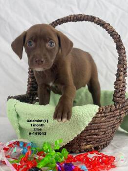 Labrador Retriever and Catahoula Leopard Dog Dogs Available for Adoption - Cala The Lab Mix Puppy | PetCurious