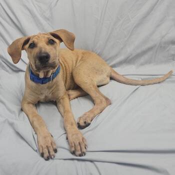 Raisin -  Mixed Breed Dog for Adoption in Monticello, Iowa - Raisin | PetCurious