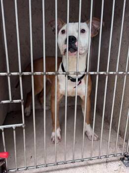 Boxer and Pit Bull Terrier Dogs Available for Adoption in Oklahoma City, Oklahoma - MARLEY | PetCurious