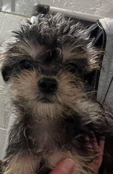 Shih Tzu Dogs Available for Adoption - Mister 6 Months Ava 3/26 | PetCurious