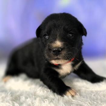 Nick(el) - Rupert -  Mixed Breed Dog for Adoption in Hamilton, Georgia - Nick(el) - Rupert | PetCurious
